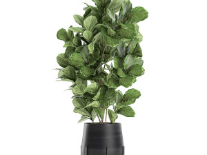 ficus tree in a black flowerpots 667 3Dモデル