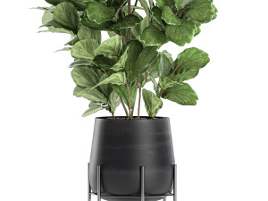 ficus tree in a black flowerpots 667 3Dモデル