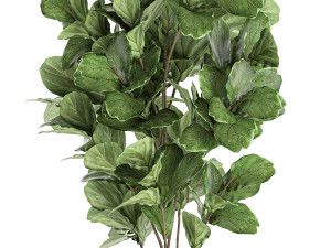 ficus tree in a black flowerpots 667 3Dモデル