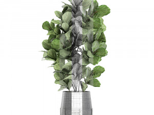 ficus tree in a black flowerpots 667 3Dモデル