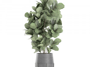 ficus tree in a black flowerpots 667 3Dモデル