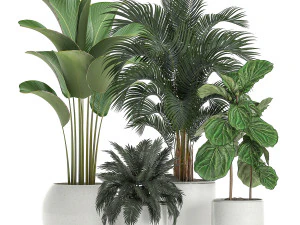 tanaman dalam pot putih untuk interior 668 Model 3D