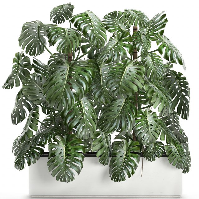 monstera in a white pot for the interior 669 Modelo 3D .c4d .max .obj .3ds .fbx .stl .blend