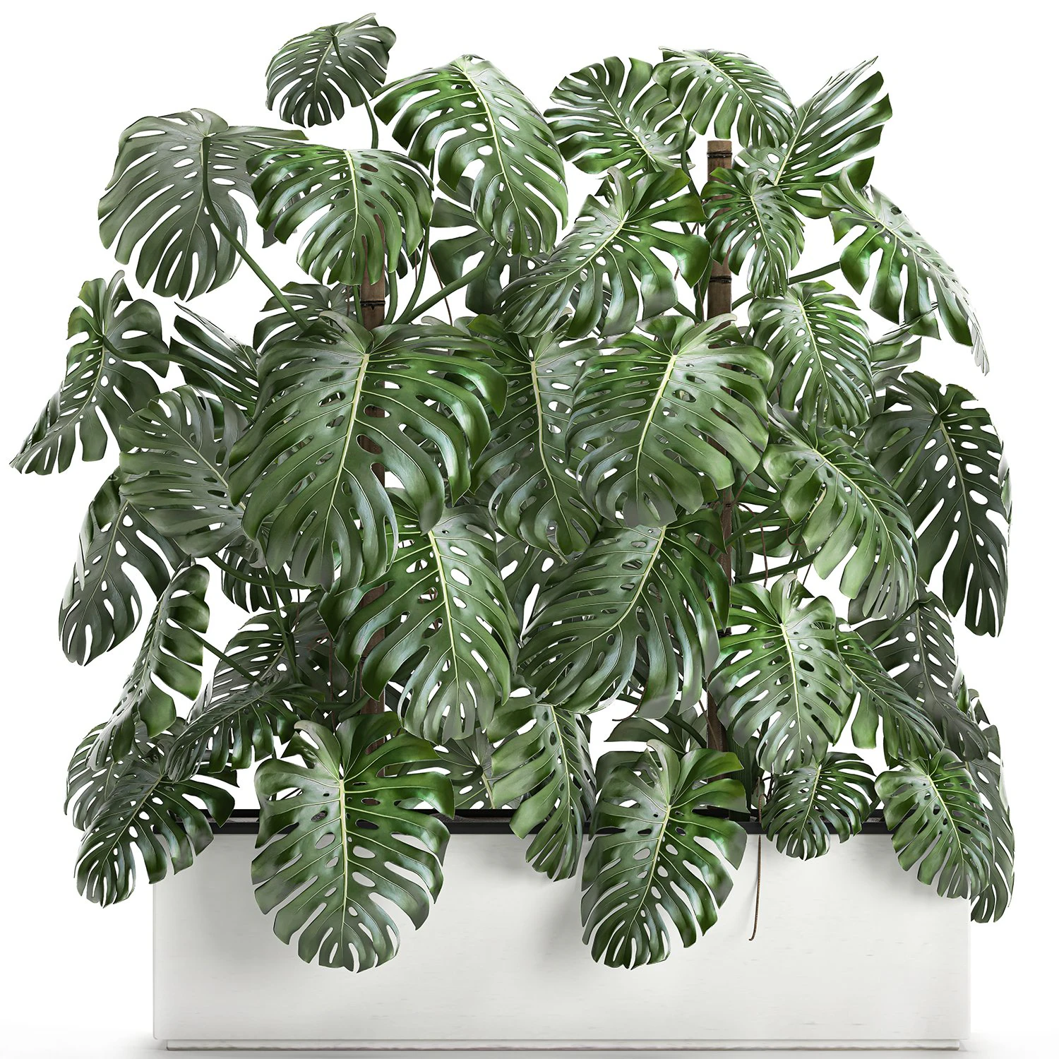 monstera in a white pot for the interior 669 3D Model .c4d .max .obj .3ds .fbx .stl .blend 