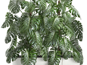 monstera in a white pot for the interior 669 3D 模型