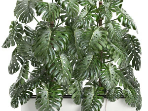 monstera in witte pot voor interieur 669 3D Model