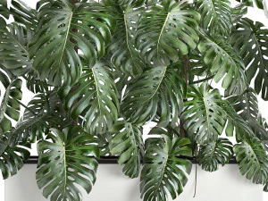 monstera in a white pot for the interior 669 3D Model