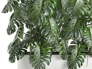 monstera in a white pot for the interior 669 3D Model