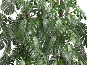 monstera in a white pot for the interior 669 Modelo 3D