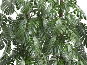 monstera in a white pot for the interior 669 3D Model