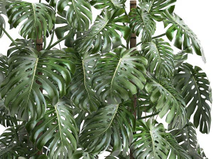 monstera in a white pot for the interior 669 3D Model