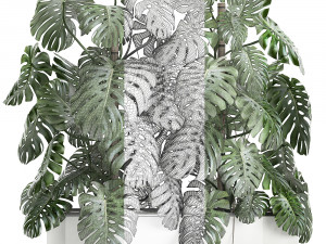 monstera in a white pot for the interior 669 Modelo 3D