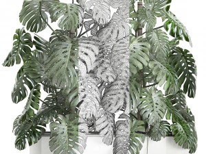 monstera in a white pot for the interior 669 3D Model