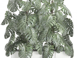 monstera in a white pot for the interior 669 3D Model