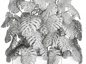 monstera in a white pot for the interior 669 Modelo 3D