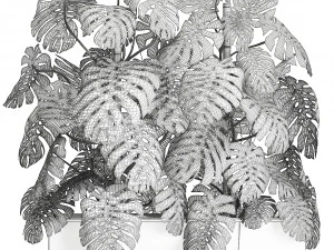 monstera in a white pot for the interior 669 3D Model