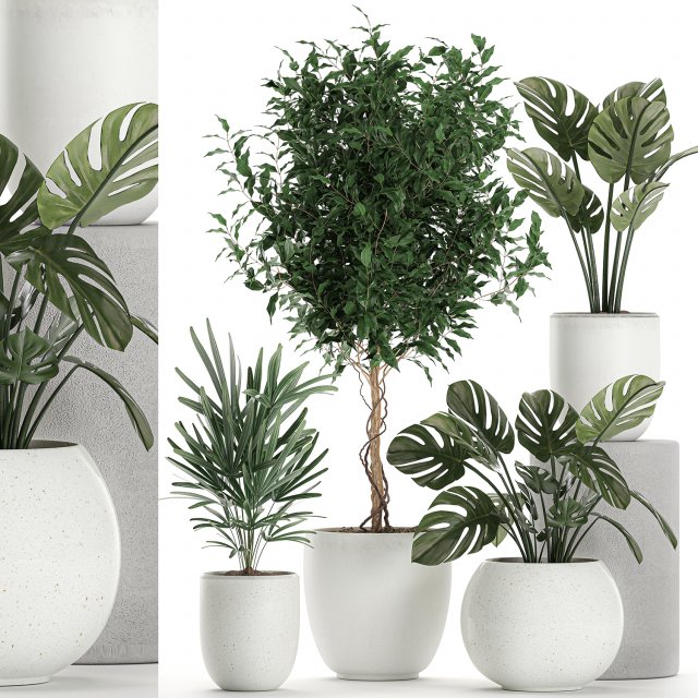 plants in a white pot for the interior 670 3D-Modell .c4d .max .obj .3ds .fbx .stl .blend 