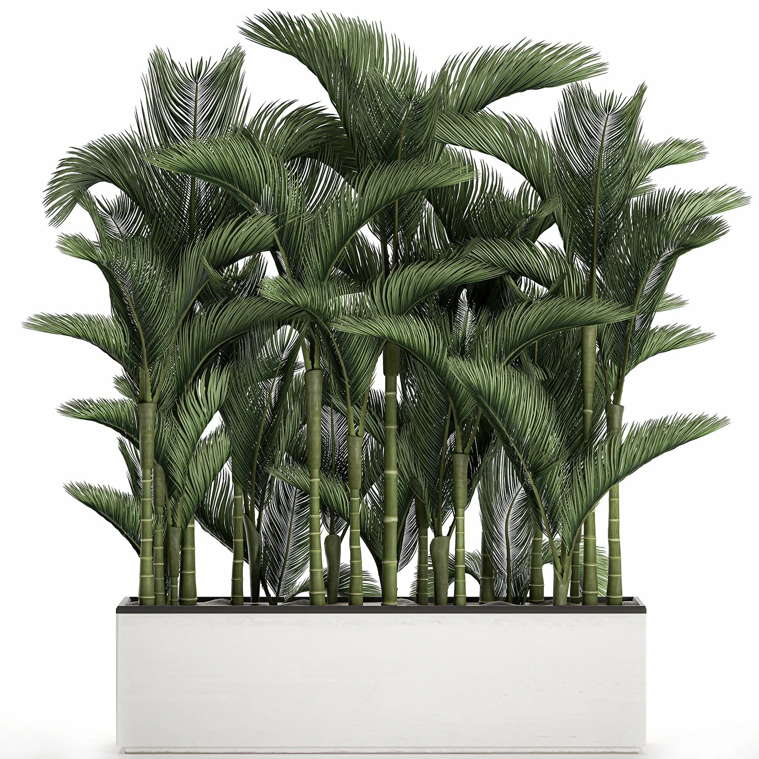 palm in a white pot for the interior 671 3D Model .c4d .max .obj .3ds .fbx .stl .blend 