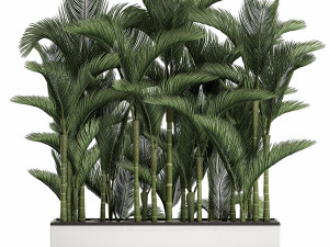 palm in a white pot for the interior 671 Modelo 3D