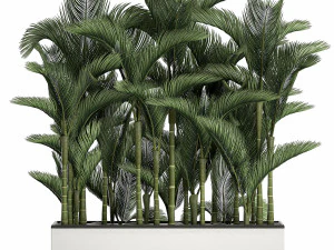 palma in vaso bianco per interno 671 Modello 3D