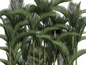 palm in a white pot for the interior 671 Model 3D