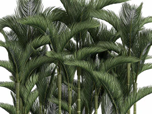 palm in a white pot for the interior 671 3D Model