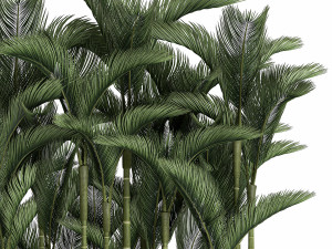 palm in a white pot for the interior 671 Model 3D
