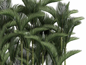 palm in a white pot for the interior 671 3D Model