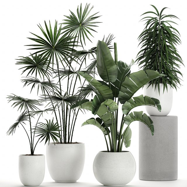plants in a white pot for the interior 672 3D Model .c4d .max .obj .3ds .fbx .stl .blend 