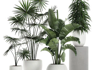 plantas em vaso branco para o interior 672 Modelo 3D