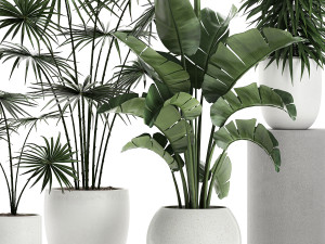 plants in a white pot for the interior 672 3D Model