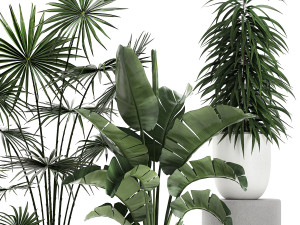 plants in a white pot for the interior 672 3D Model