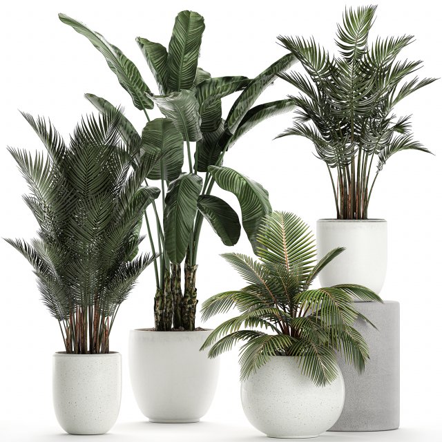 plants in a white pot for the interior 673 Modello 3D .c4d .max .obj .3ds .fbx .stl .blend 