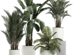 plants in a white pot for the interior 673 3D Model