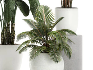 plants in a white pot for the interior 673 3D Model