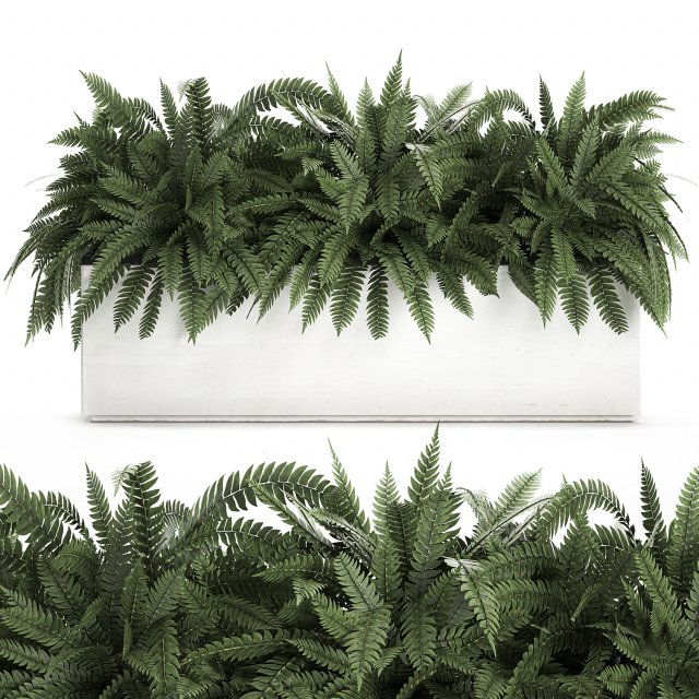 fern in a white pot for the interior 674 3D Model .c4d .max .obj .3ds .fbx .stl .blend