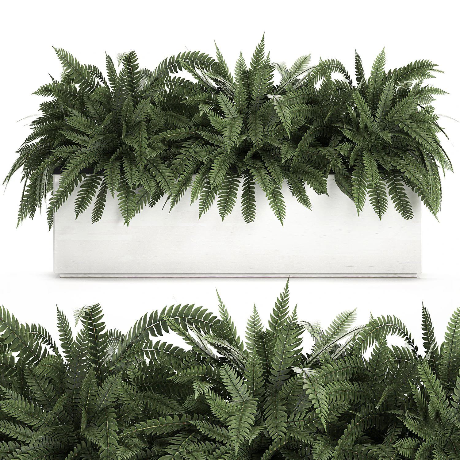 fern in a white pot for the interior 674 3D Model .c4d .max .obj .3ds .fbx .stl .blend 