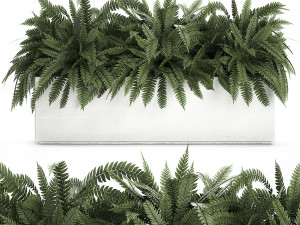 fern in a white pot for the interior 674 3D Model