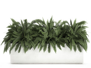 fern in a white pot for the interior 674 3D Model