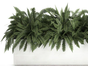 fern in a white pot for the interior 674 3D Model