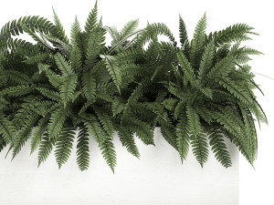 fern in a white pot for the interior 674 3D Model