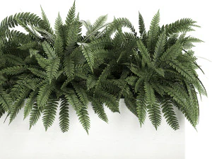 fern in a white pot for the interior 674 3D Model