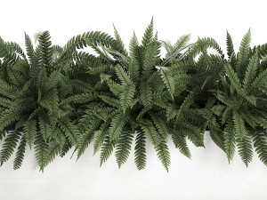 fern in a white pot for the interior 674 3D Model