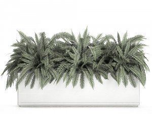 fern in a white pot for the interior 674 3D Model