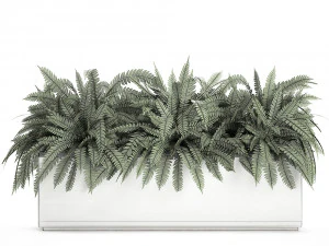 fern in a white pot for the interior 674 3D Model