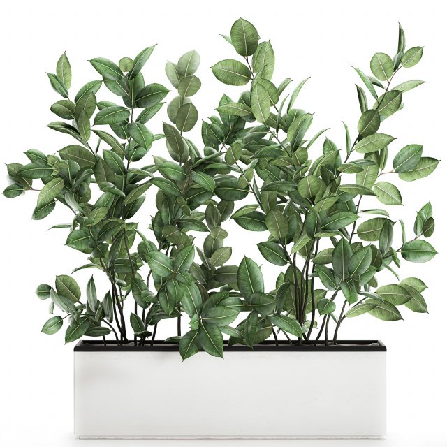 ficus tree in flowerpots 675 3D 모델 .c4d .max .obj .3ds .fbx .stl .blend 