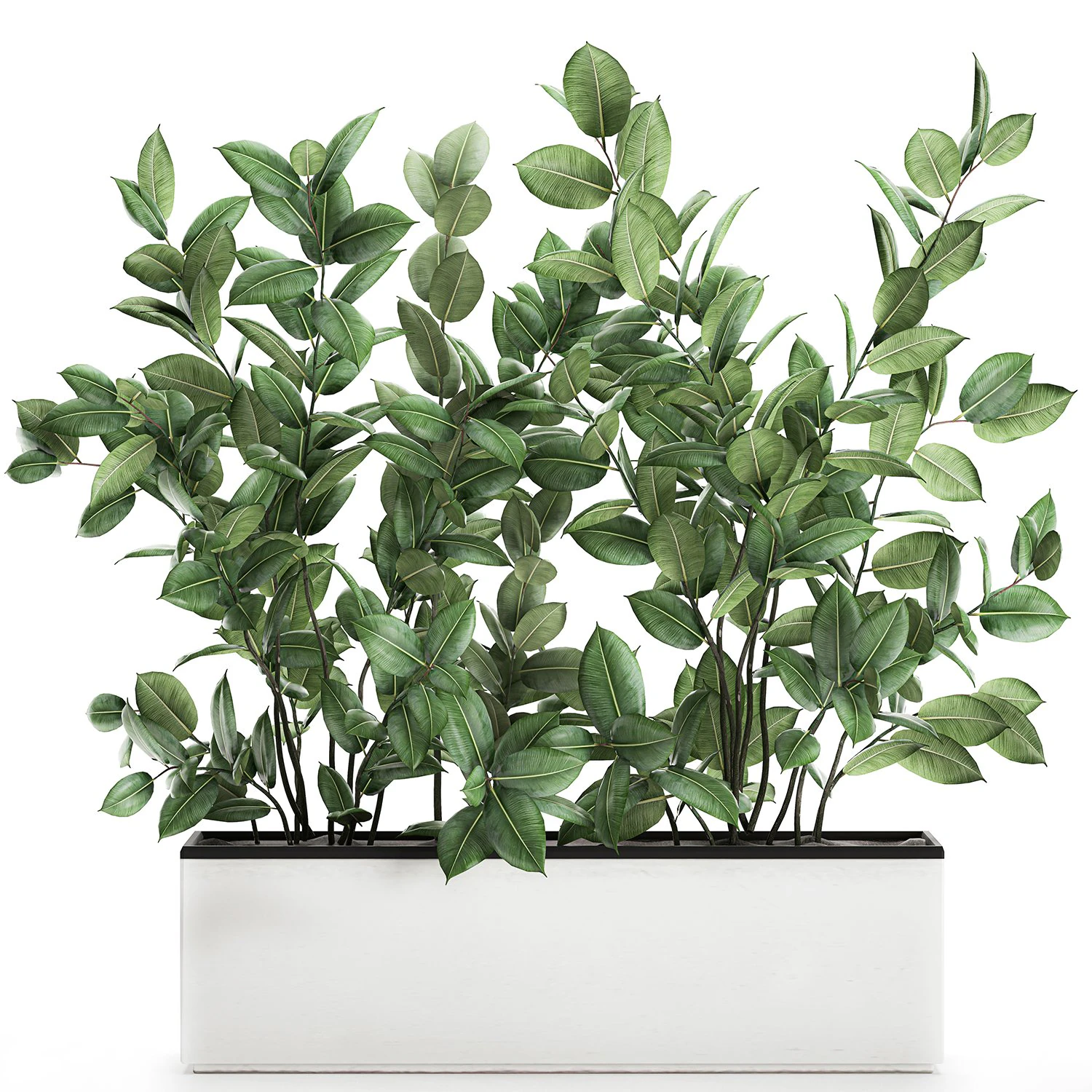 ficus tree in flowerpots 675 3D Model .c4d .max .obj .3ds .fbx .stl .blend 
