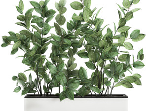 ficus tree in flowerpots 675 3D Модель
