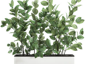 植木鉢のイチジクの木 675 3Dモデル