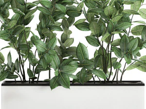 ficus tree in flowerpots 675 3D Model